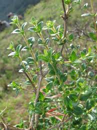 Image result for Rhamnus prinoides