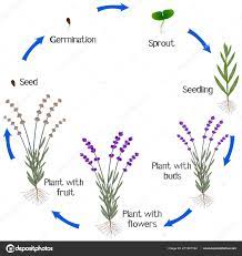 Cycle Lavender Plant Growth Isolated White Background Vector Image By C Zaqzaq81 Vector Stock 211301194