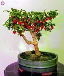 11 Chili Bonsai Ideas Bonsai Bonsai Plants Bonsai Tree