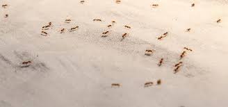 Check spelling or type a new query. What Attracts Ants And How Do I Get Rid Of Them Pest Defence News