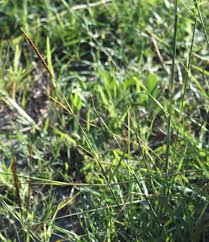 Image result for Eulalia aurea