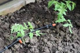 Pensez à votre bien être, venez découvrir notre gamme de spas américains avec nos modèles exposés en magasin. Quel Systeme D Arrosage Choisir Pour Vos Tomates Ma Serre Fr