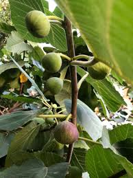 Learn how to treat fruit tree borers in a cheap way which is not harmful to the tree. Ahsan Iqbal On Twitter Narowal Home Garden Fruit Trees Are Such A Treat To Watch When Fruiting