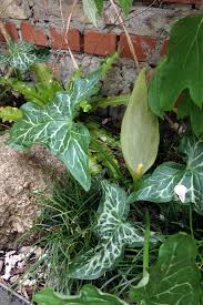 Arum Italicum Gartenbilder Pflanzen Stauden