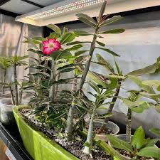 Image result for Monadenium filiforme