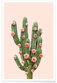 In fact, their fruits and pads are featured in cocktails, salads, and even jellies. Cactus Roses Photo Poster Juniqe