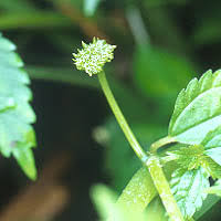 Image result for Lecanthus peduncularis