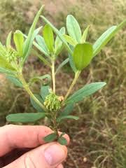 Image result for Polygala arenaria