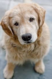 Any person who has owned a retriever can never adopt any other dog breed. Pin On I Love Animals