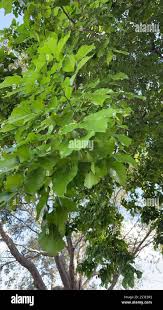 Image result for Millettia pinnata