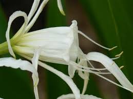 Image result for Crinum rautanenianum