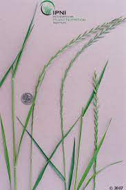 Georgia Forages Grass Species Uga Cooperative Extension