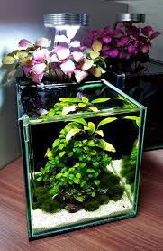 Mini Vivarium Reptiles In 2020 Mini Aquarium Aquascape Design Aquascape