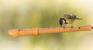 Flute Player Animals Photo By Geertweggen Http Rarme Com F9gzi Flute Player Flute Tin Whistles