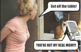Get Off The Table Cat Funny Cat Memes Funny Cats Real Mom