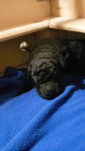 Lucky3110 has uploaded 2847 photos to flickr. Maybelle S Poodles And Doodles Home Facebook