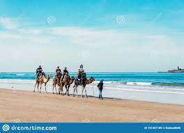 En 2017, argelia recibió la visita de 2,4 millones de turistas internacionales. Turistas En Camellos En La Playa Turismo En Marruecos Argelia Tunez Concepto Del Recorrido Foto Editorial Imagen De Camellos Desierto 151407186