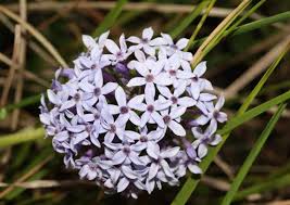 Image result for Pentanisia