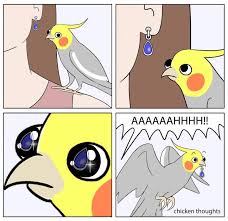 Pin By Elsa Vorfaj On Valkparkiet Cockatiel Funny Parrots Funny Birds Cute Funny Animals
