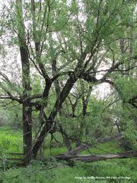 We did not find results for: Washington State Noxious Weed Control Board