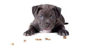 When you bring your pitbull puppy home, make sure that you know exactly what the breeder (or shelter) was feeding her. Best Dog Food For Pitbull Puppies The Healthiest Choices For Your Pup