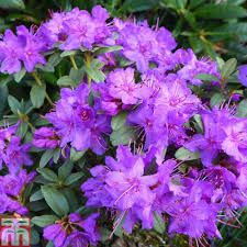 Rhododendron Blue Silver Thompson Morgan Rhododendron Beautiful Blooms Blue And Silver