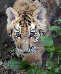 Pin On Tigers And Lions