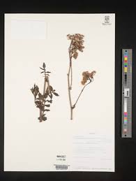 Image result for Crassocephalum montuosum