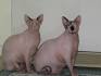 Sphynx Kittens For Sale by Reputable Breeders | Pets4You