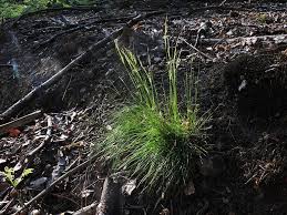 Avenélla flexuósa) — травянистое растение. Artenseite Deschampsia Flexuosa Avenella Flexuosa Draht Schmiele Bochumer Botanischer Verein E V