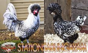 Mengenal Ciri Ciri Dan Jenis Ayam Polandia Super Mahkota Ayamaduterhebat Aduayamjantan S128sabungayam Ayamaduimport S1288 S128 Stati Jenis Ayam Polandia