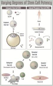 Expression of pluripotency genes is another difference between pluripotent and multipotent stem cells. Stem Cells A Brief History And Outlook Science In The News