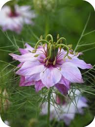 You Ve Got A Friend In Me Companion Planting Beautiful Flowers Plants Planting Flowers