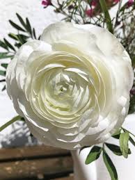 Ranunkel Aus Dem Supermarkt Ranunkel Bluhende Pflanzen Und Weisse Blumen