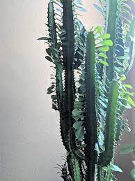 As soon as the temperatures exceed 10 °c (50 °f) it can be placed in. 2 X Euphorbia Trigona Cuttings African Milk Tree Green Or Red African Milk Tree Cactus House Plants Euphorbia