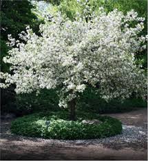 Flowering crabapple tree no fruit. Snowdrift Crabapple Tree On The Tree Guide At Arborday Org