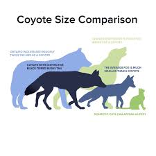 Coyote Size Comparison Coyote Domestic Cat Pet Safe