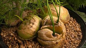 Image result for Bowiea volubilis