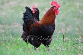 Marans is a port town in france, and the breed originated from a now untraceable mix of chickens that were left in the town by seafarers in the 1800s. French Black Copper Marans Chicken Ridge Farm