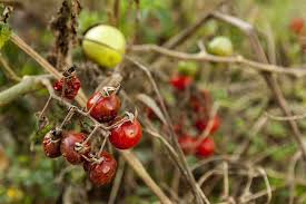 The disease is caused by the bacterium erwinia amylovora, which can infect and cause severe damage to. How To Identify Control And Prevent Blight On Your Tomatoes