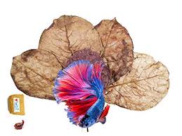 All About Indian Almond Leaves For Betta Fish Betta Source