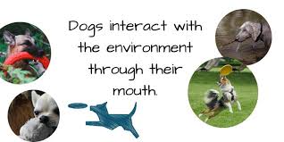 Not bite there's no way you're going to get your puppy to stop chewing or biting. How To Stop Puppy Biting The Ultimate Guide Spiritdog Training