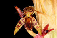 Image result for Bulbophyllum schinzianum