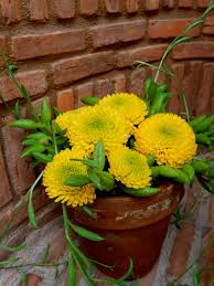 Bunchesdirect is famous and favourable flower shop where you can buy mums online. Button Mums Hgtv