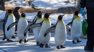 Image result for penguin