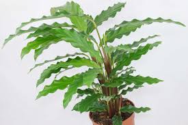 Jenis tanaman calathea memiliki daya tarik pada daunnya yang memiliki motif yang unik dan warna daun yang terdiri dari kombinasi beberapa warna. Calathea Penjagaan Rumah Penanaman Dan Penghasilan Semula