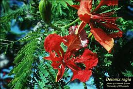 Image result for Delonix