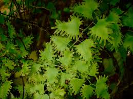 Image result for Lygodium microphyllum