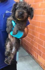 Adopt Raven On Petfinder Poodle Mix Dogs Animal Rescue Adoption