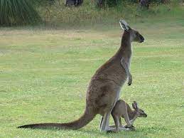 Kangaroo Wallpaper Photos 4094 Wallpaper Wallpaper Screen Wallpaperlepi Com Animal Facts Animal Pictures Animal Wallpaper